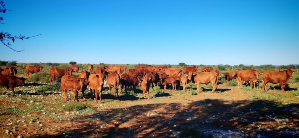 Livestock farm for sale in Douglas Rural - 1KJ1738915