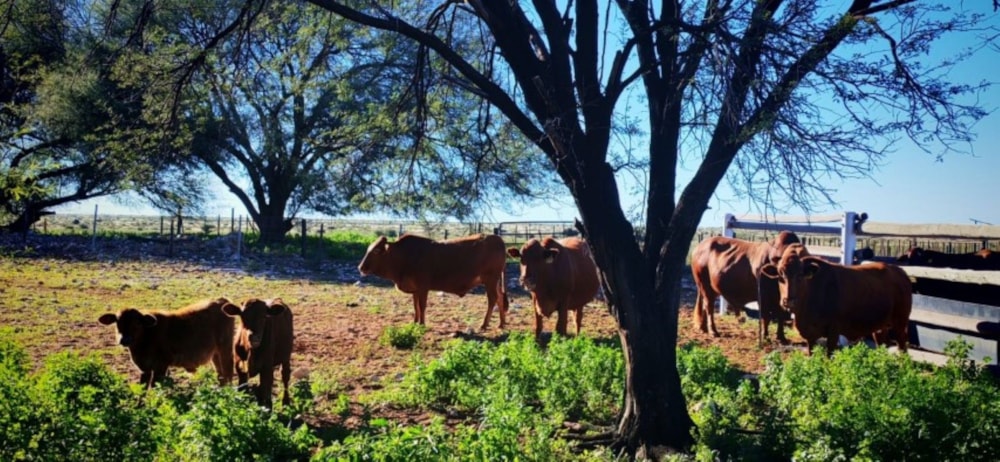 Livestock farm for sale in Douglas Rural - 1KJ1738915