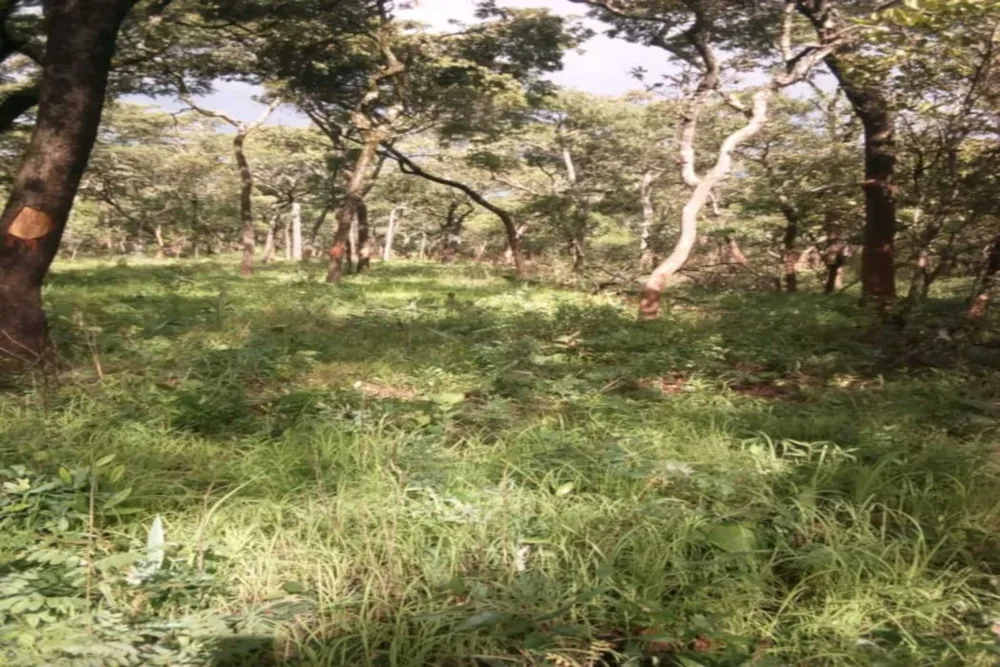 Vacant land for sale in Solwezi, Zambia - 3ZA1741025 Vacant land for sale in Solwezi, Zambia - 3ZA1741025