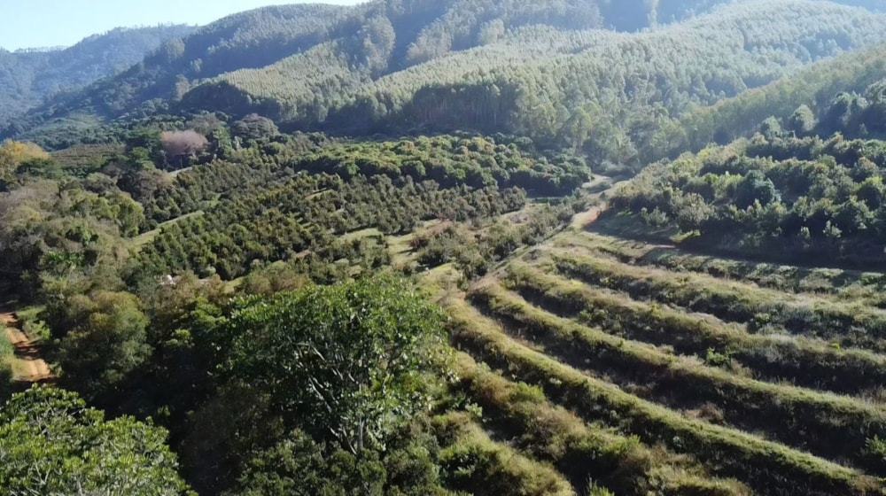 Fruit farm for sale in Georges Valley - 1TA1742570 Fruit farm for sale in Georges Valley - 1TA1742570