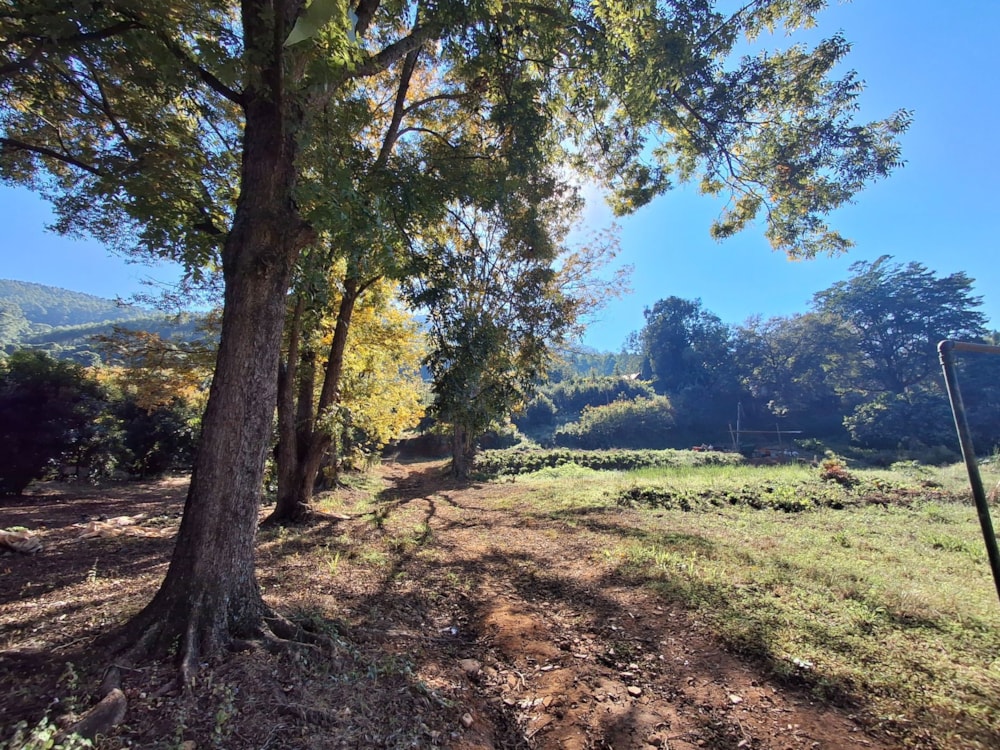 Fruit farm for sale in Georges Valley - 1TA1742570 Fruit farm for sale in Georges Valley - 1TA1742570