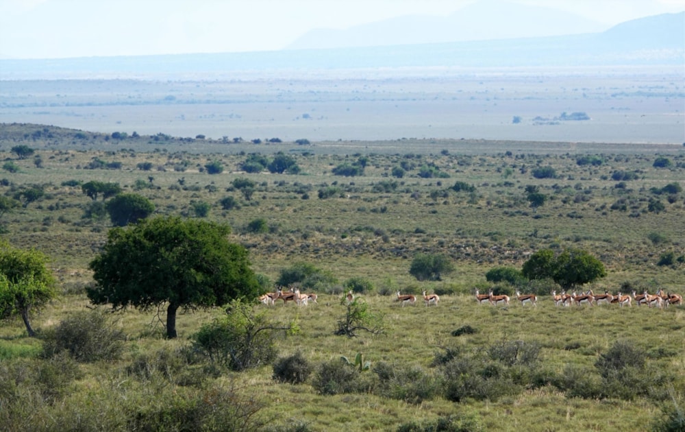 Mixed use farm for sale in Graaff-Reinet Rural - 1KK1741569