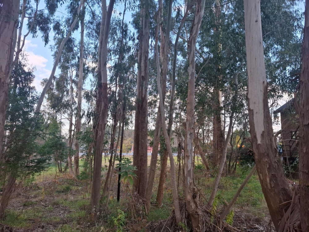 Vacant land for sale in Dullstroom - 1DS1741822 Vacant land for sale in Dullstroom - 1DS1741822