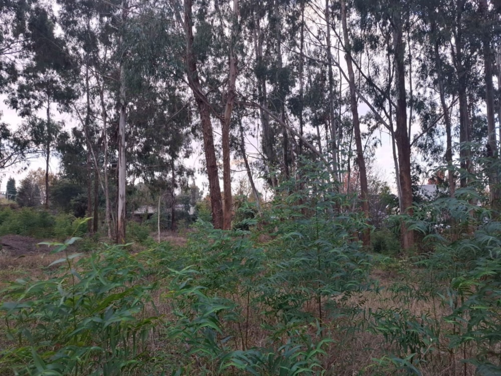 Vacant land for sale in Dullstroom - 1DS1741822 Vacant land for sale in Dullstroom - 1DS1741822