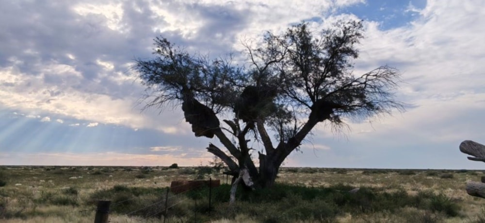 Livestock farm for sale in Marydale - 1KAH1741866