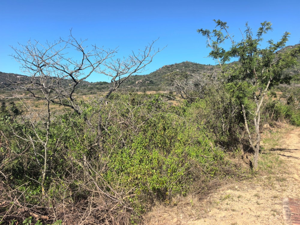 Farm vacant land for sale in Mbombela Rural (Nelspruit Rural) - 1NS1742292 Farm vacant land for sale in Mbombela Rural (Nelspruit Rural) - 1NS1742292