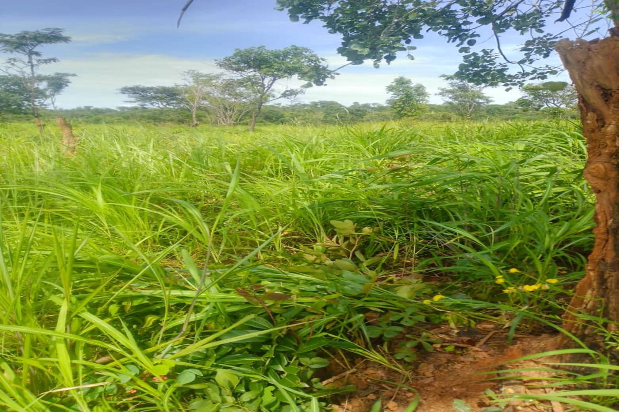 Vacant land for sale in North Western Province, Zambia - 3ZA1742204