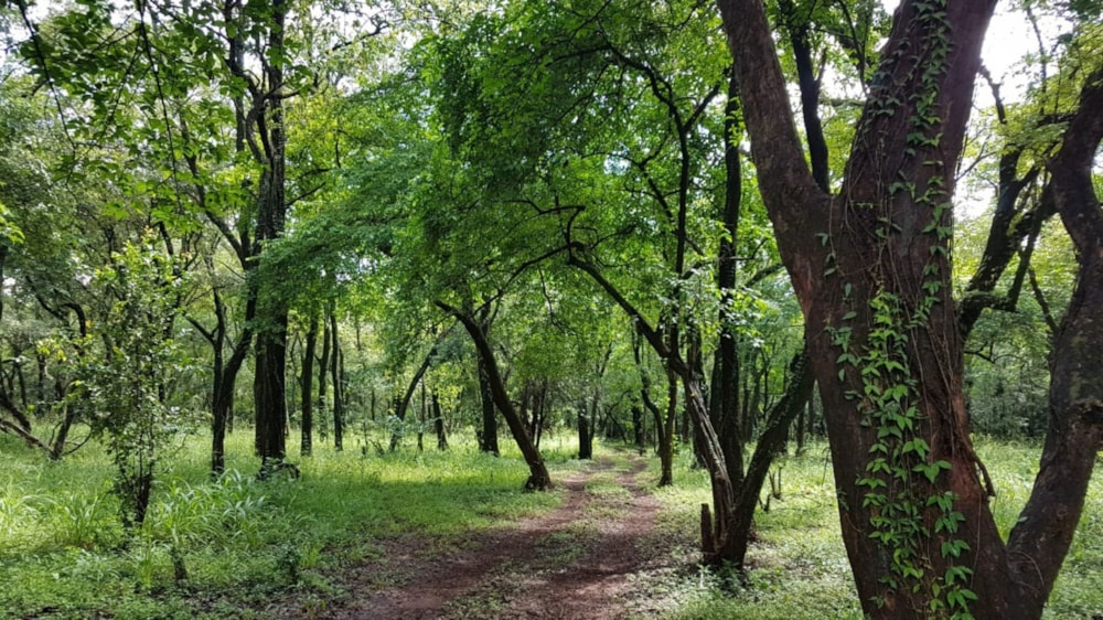 Vacant land for sale in Tzaneen, Limpopo Province - 1TA1742663 Vacant land for sale in Tzaneen, Limpopo Province - 1TA1742663