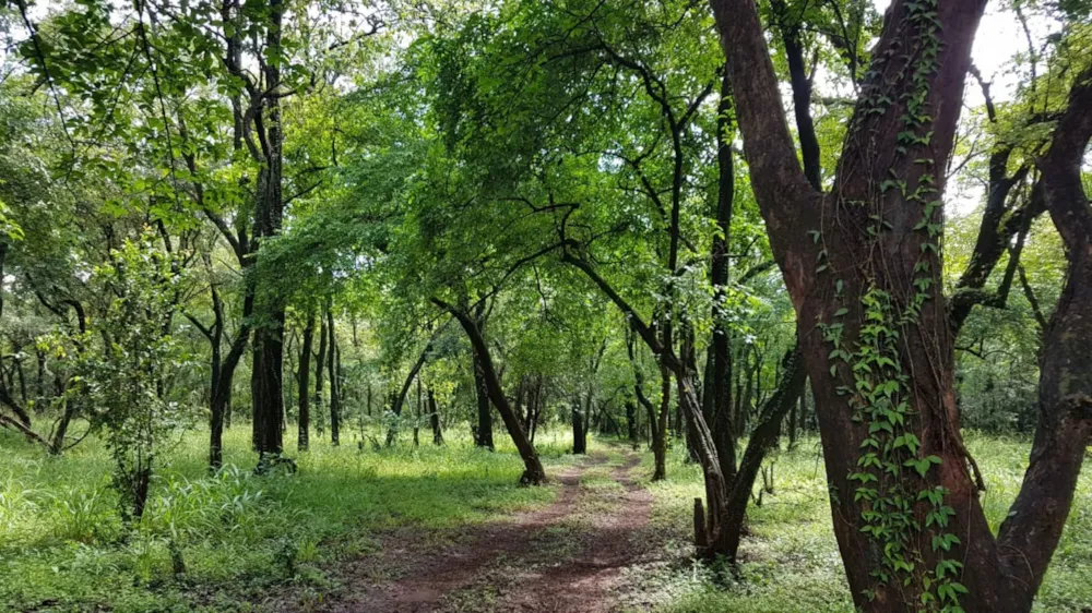 Vacant land for sale in Tzaneen, Limpopo Province - 1TA1742663 Vacant land for sale in Tzaneen, Limpopo Province - 1TA1742663
