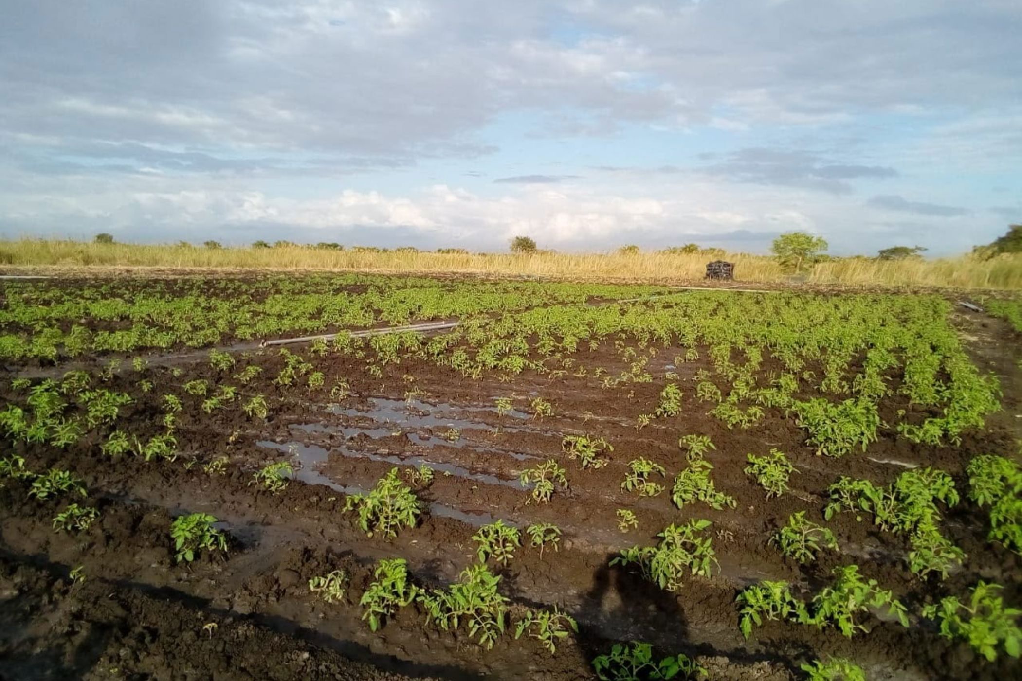 Vacant land for investment in Beira, Beira, Mozambique - 3MQ1742908