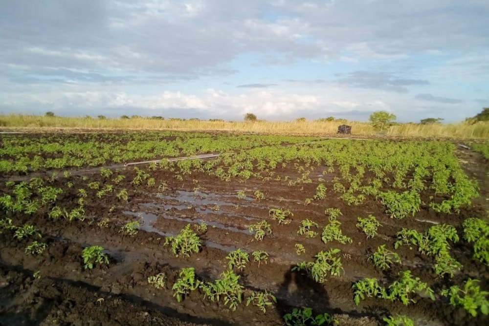 Vacant land for investment in Beira, Beira, Mozambique - 3MQ1742908 Vacant land for investment in Beira, Beira, Mozambique - 3MQ1742908