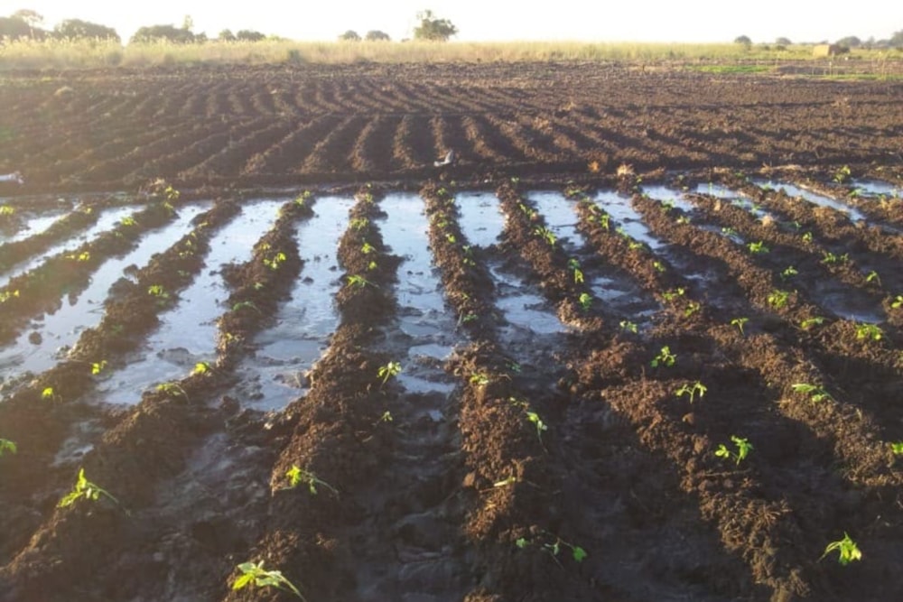 Vacant land for investment in Beira, Beira, Mozambique - 3MQ1742908 Vacant land for investment in Beira, Beira, Mozambique - 3MQ1742908