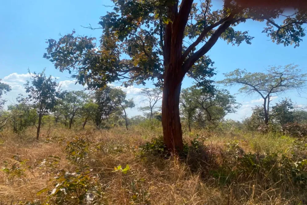 Vacant land for sale in Chongwe, Zambia - 3ZA1743463 Vacant land for sale in Chongwe, Zambia - 3ZA1743463