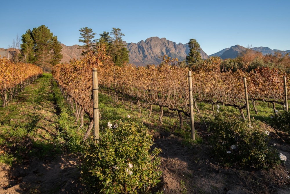Smallholding for sale in Franschhoek - FWI1739964