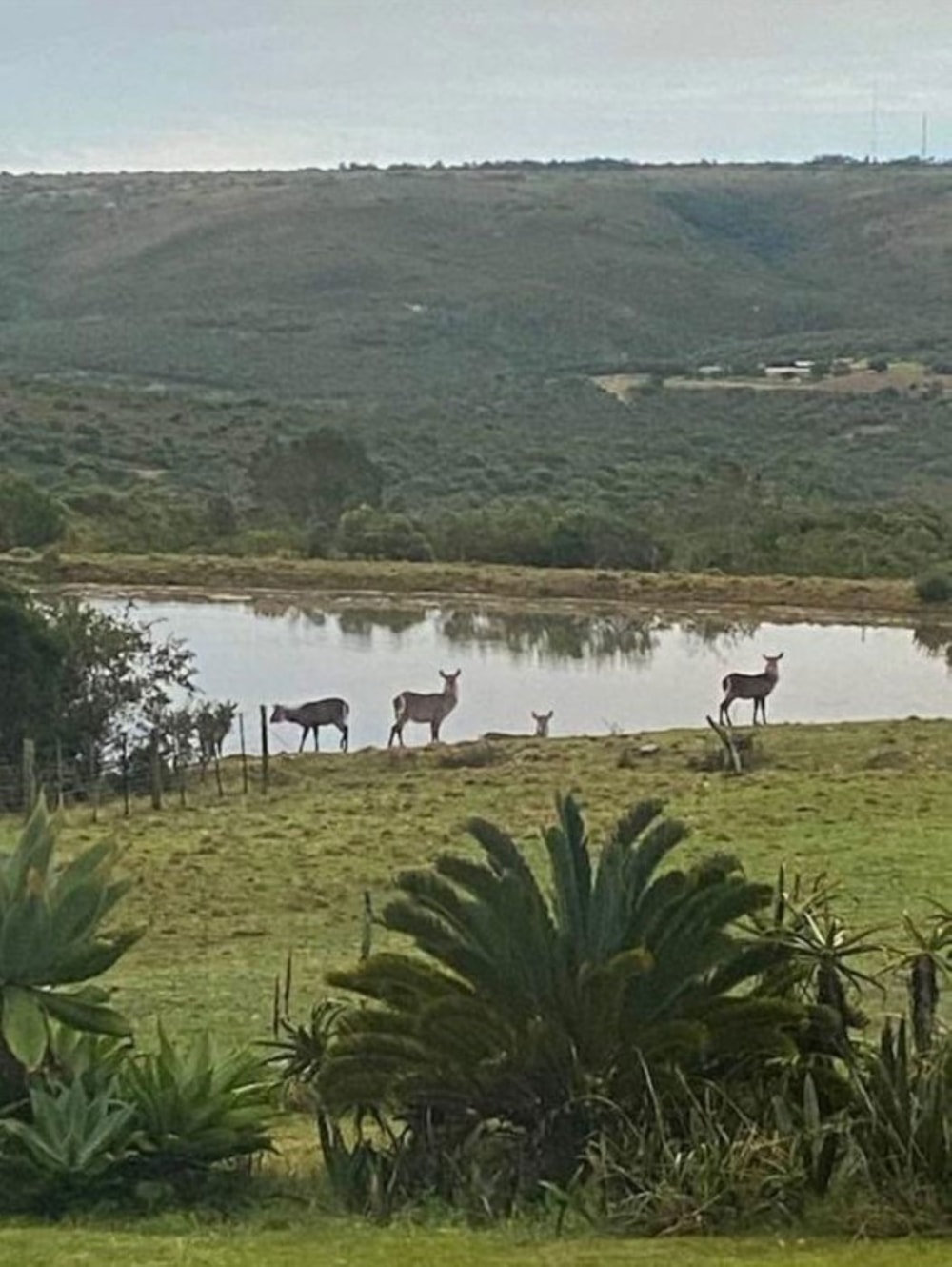 Mixed use farm for sale in Grahamstown (Makhanda) - 1GC1710985 Mixed use farm for sale in Grahamstown (Makhanda) - 1GC1710985