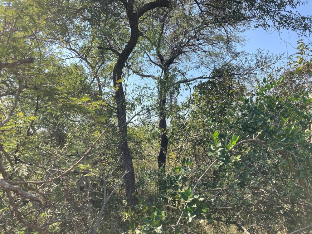 Vacant land for sale in Moditlo Nature Reserve - 1HS1744904 Vacant land for sale in Moditlo Nature Reserve - 1HS1744904