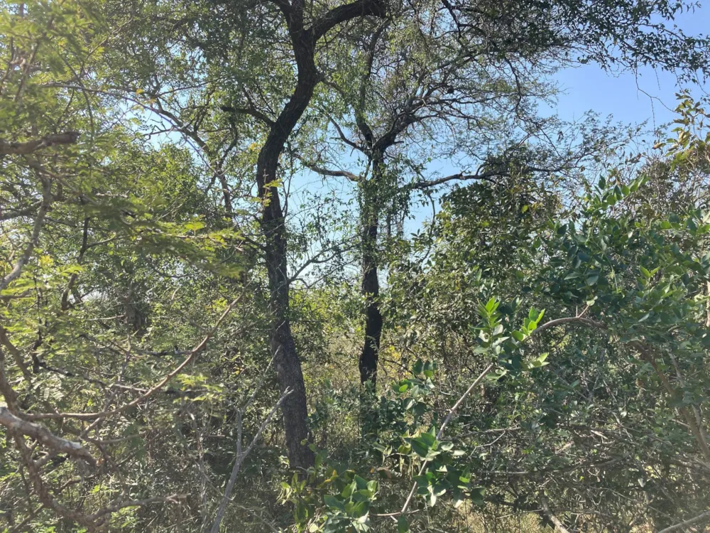 Vacant land for sale in Moditlo Nature Reserve - 1HS1744904 Vacant land for sale in Moditlo Nature Reserve - 1HS1744904