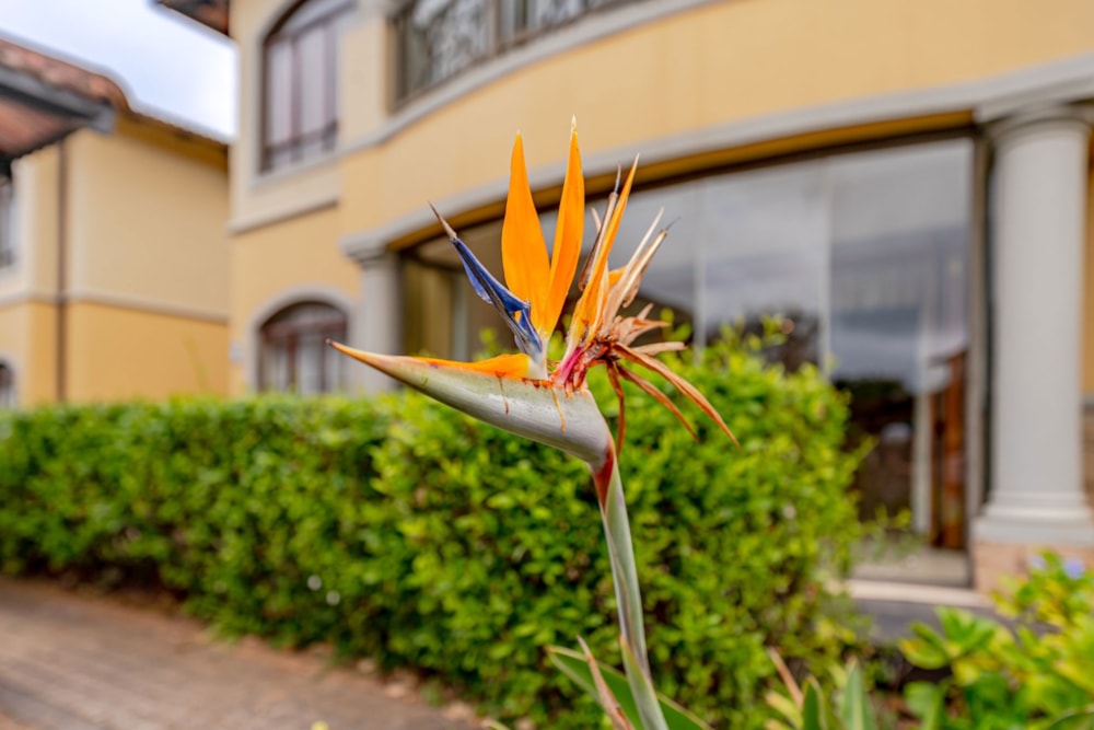 Apartment for sale in Le Domaine Estate - 1KF1745861 Apartment for sale in Le Domaine Estate - 1KF1745861