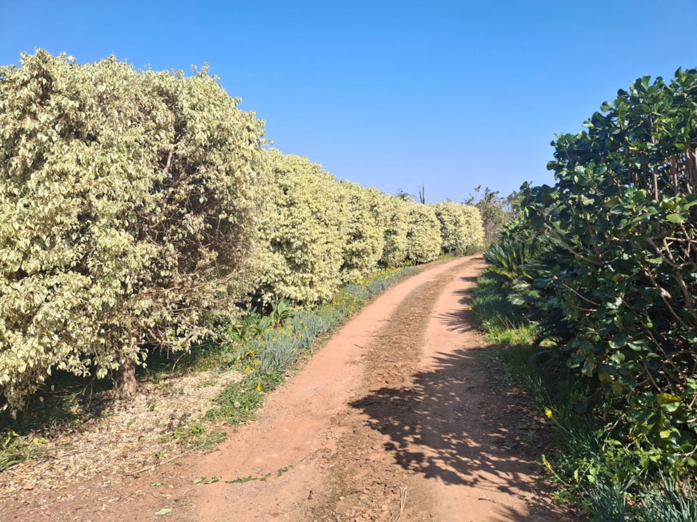 Fruit farm for sale in Lushof A H - 1TA1692353 Fruit farm for sale in Lushof A H - 1TA1692353