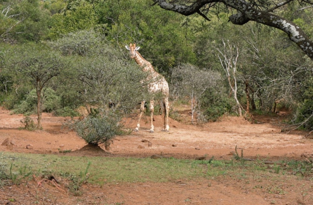 Game farm for sale in Rustenburg - 1RU1742950 Game farm for sale in Rustenburg - 1RU1742950