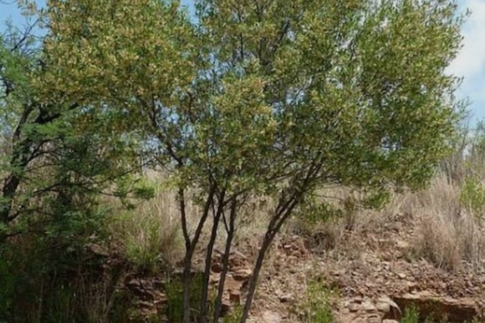 Vacant land for investment in Catembe, Mozambique - 3MQ1744902 Vacant land for investment in Catembe, Mozambique - 3MQ1744902