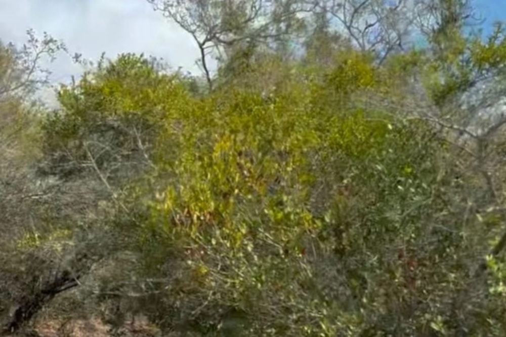 Vacant land for investment in Catembe, Mozambique - 3MQ1744902 Vacant land for investment in Catembe, Mozambique - 3MQ1744902