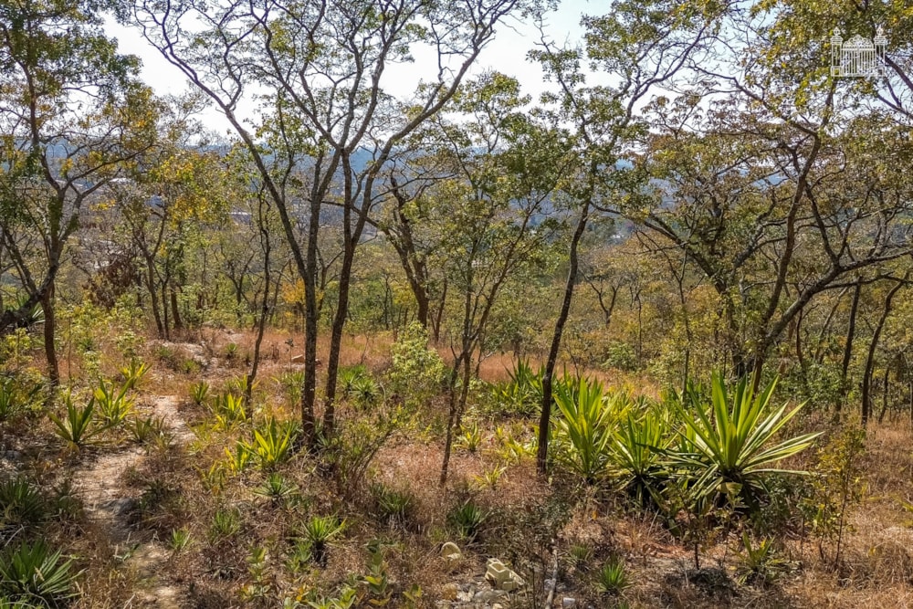 Vacant land for sale in Glen Lorne, Zimbabwe - 3ZB1745229