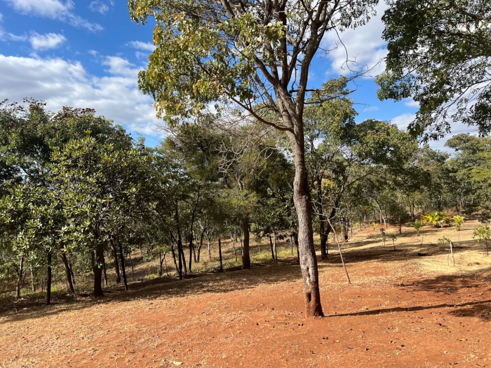 Residential vacant land for sale in Hogerty hill, Zimbabwe - 3ZB1750027 Residential vacant land for sale in Hogerty hill, Zimbabwe - 3ZB1750027