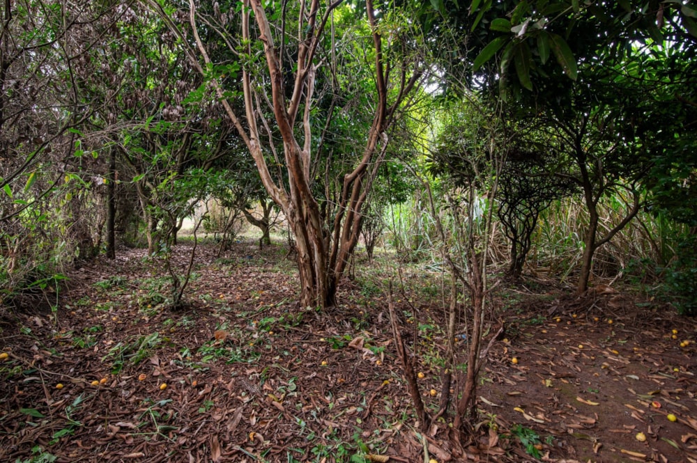Residential vacant land for sale in Kiambu Road, Kenya - 3KE1745769 Residential vacant land for sale in Kiambu Road, Kenya - 3KE1745769
