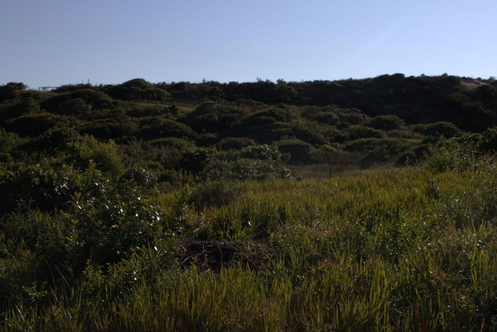 Vacant land for sale in Oyster Bay, Eastern Cape - 1SA1746156 Vacant land for sale in Oyster Bay, Eastern Cape - 1SA1746156
