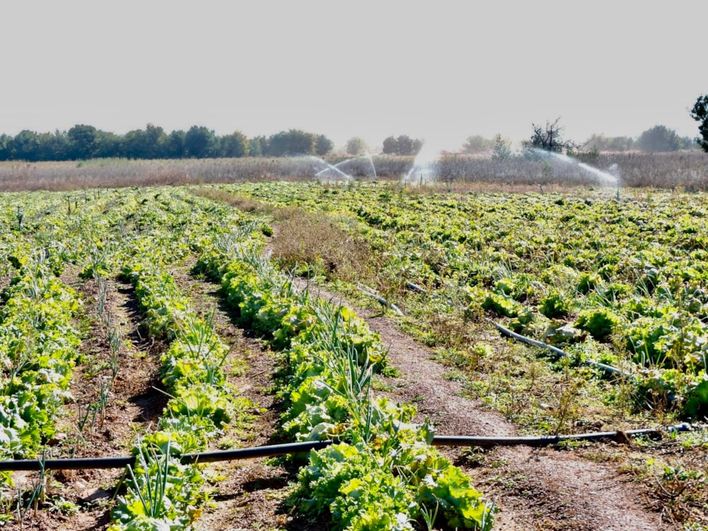 Mixed use farm for sale in Rustenburg Rural - 1RU1746419 Mixed use farm for sale in Rustenburg Rural - 1RU1746419