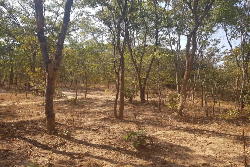 Farm vacant land for sale in Chisamba, Zambia - 3ZA1746706 Farm vacant land for sale in Chisamba, Zambia - 3ZA1746706