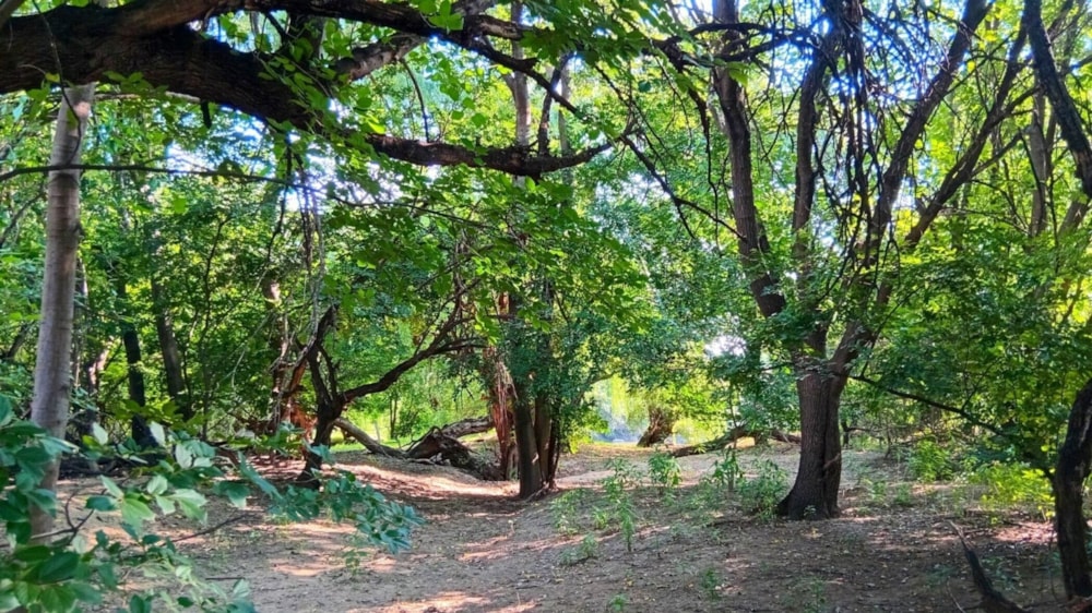 Smallholding for sale in Glen Donald - 1VT1747140 Smallholding for sale in Glen Donald - 1VT1747140