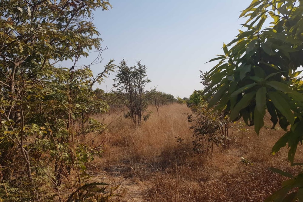 Farm vacant land for sale in Chaminuka, Lusaka Province, Lusaka, Zambia - 3ZA1747401