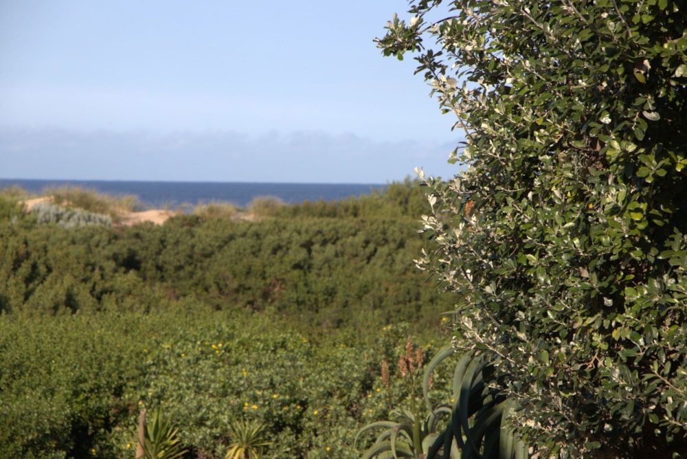 Residential vacant land for sale in Oyster Bay, Eastern Cape - 1SA1746137 Residential vacant land for sale in Oyster Bay, Eastern Cape - 1SA1746137