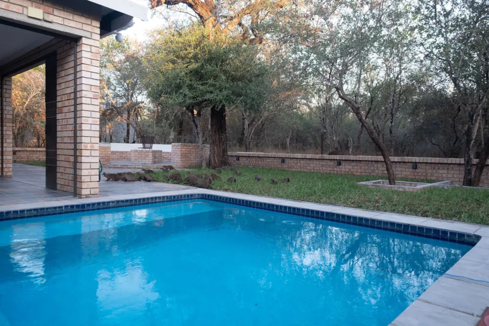 House to rent in Marloth Park - 1NK1590565 House to rent in Marloth Park - 1NK1590565