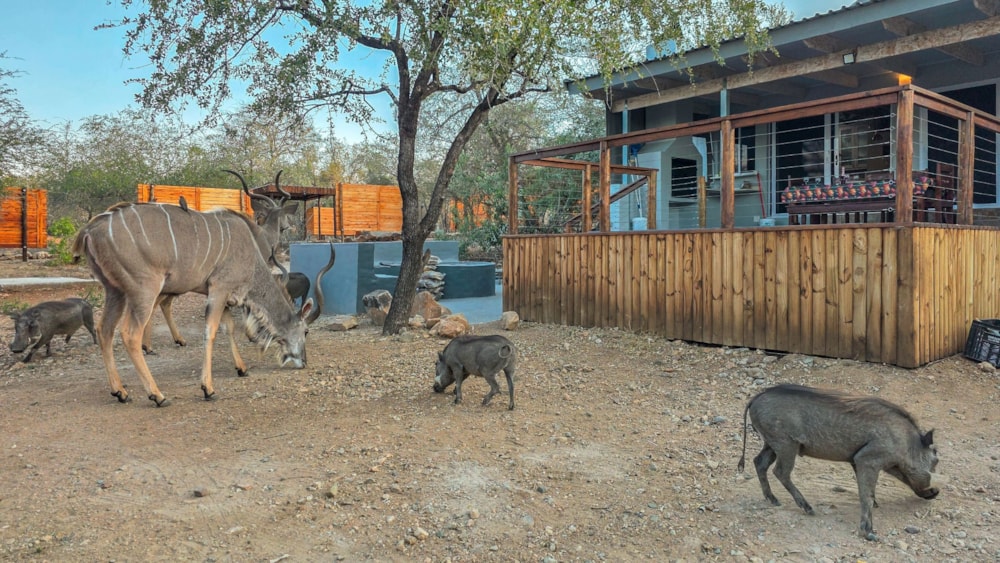 House to rent in Marloth Park - 1NK1746451 House to rent in Marloth Park - 1NK1746451