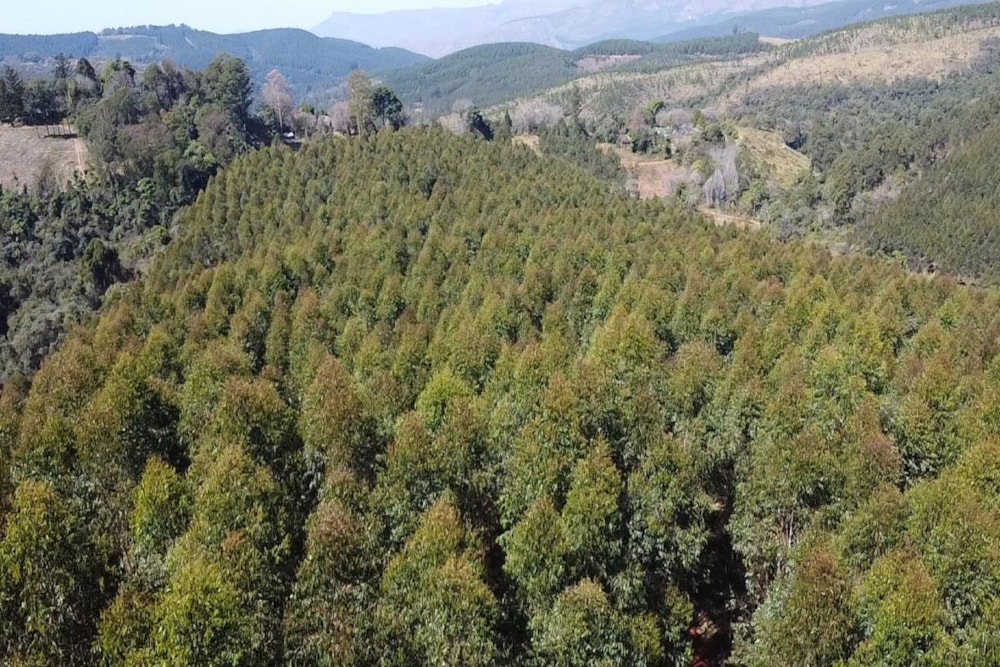 Plantation for sale in Tzaneen Rural - 1TA1749282 Plantation for sale in Tzaneen Rural - 1TA1749282