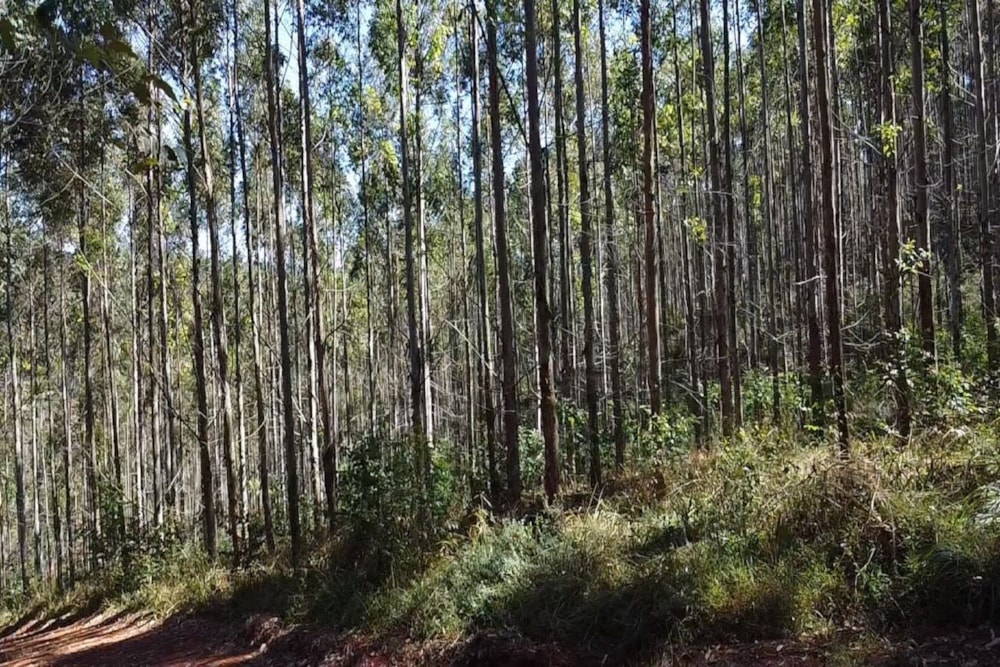 Plantation for sale in Tzaneen Rural - 1TA1749282 Plantation for sale in Tzaneen Rural - 1TA1749282
