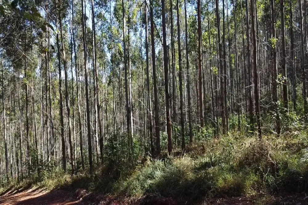 Plantation for sale in Tzaneen Rural - 1TA1749282 Plantation for sale in Tzaneen Rural - 1TA1749282