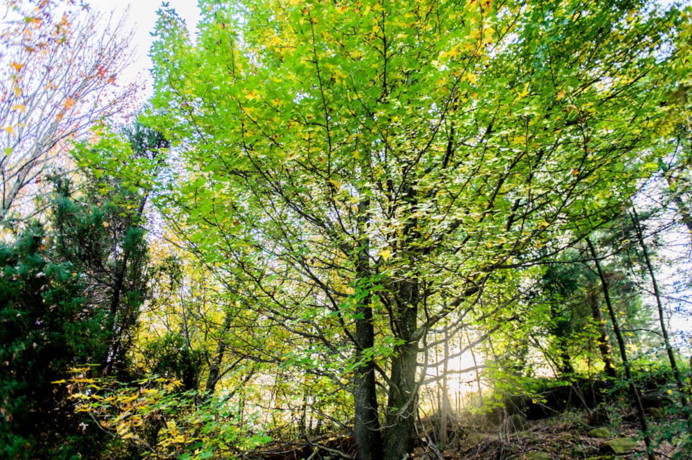 Residential vacant land for sale in Balgowan, Howick - 1PM1678203 Residential vacant land for sale in Balgowan, Howick - 1PM1678203