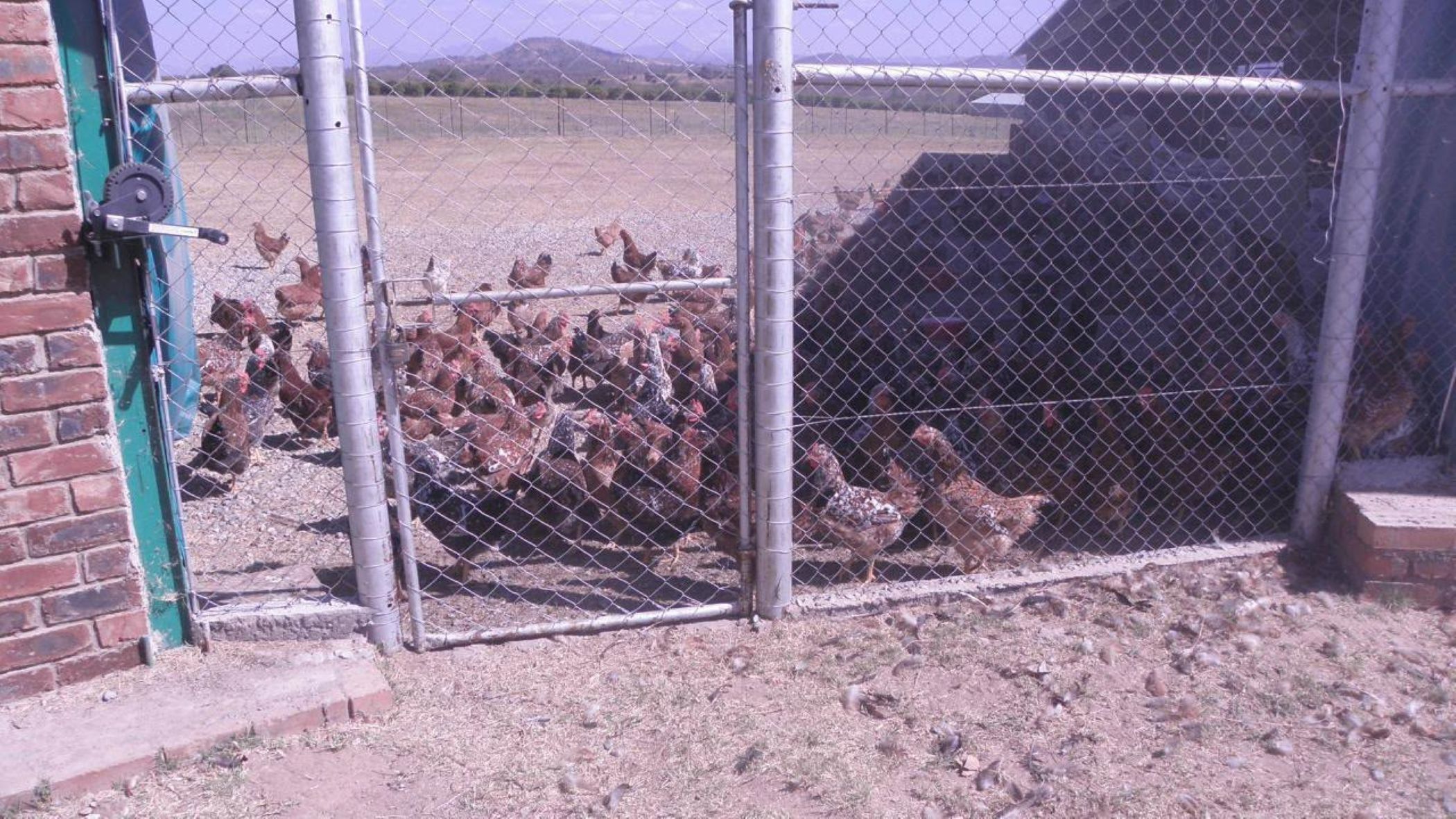 Poultry farm for sale in Tzaneen, Limpopo Province - 1TA1747986