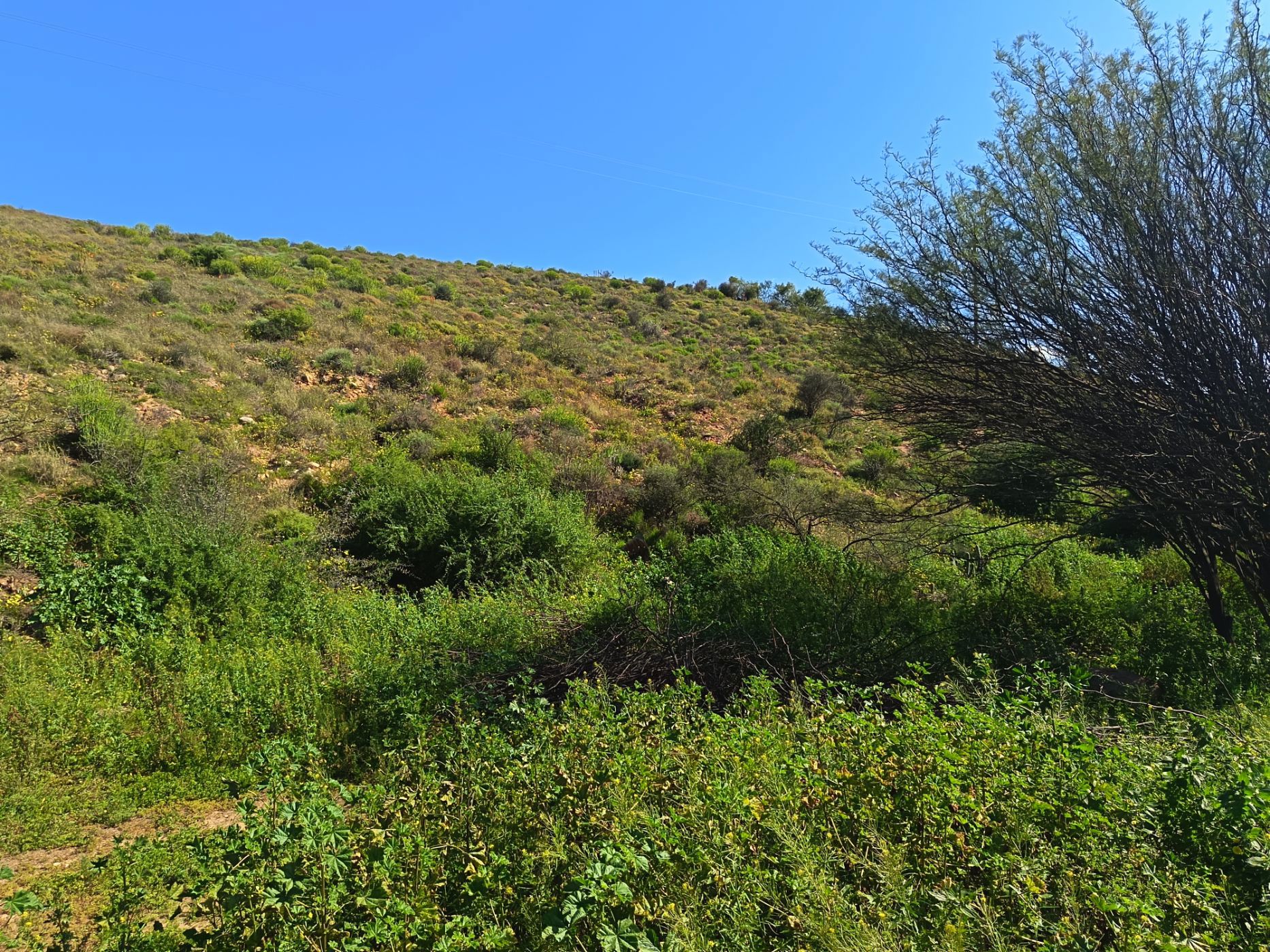 Vacant land for sale in Calitzdorp - 1OU1749485