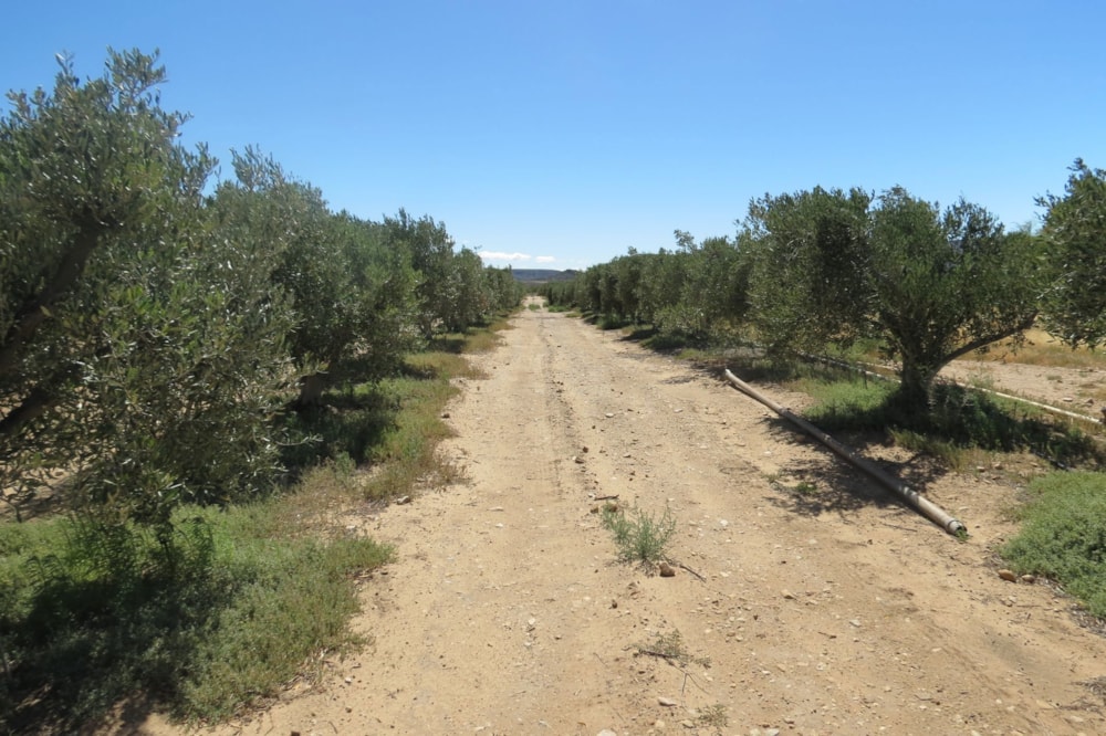 Olive farm for sale in Prince Albert - 1KK1749096