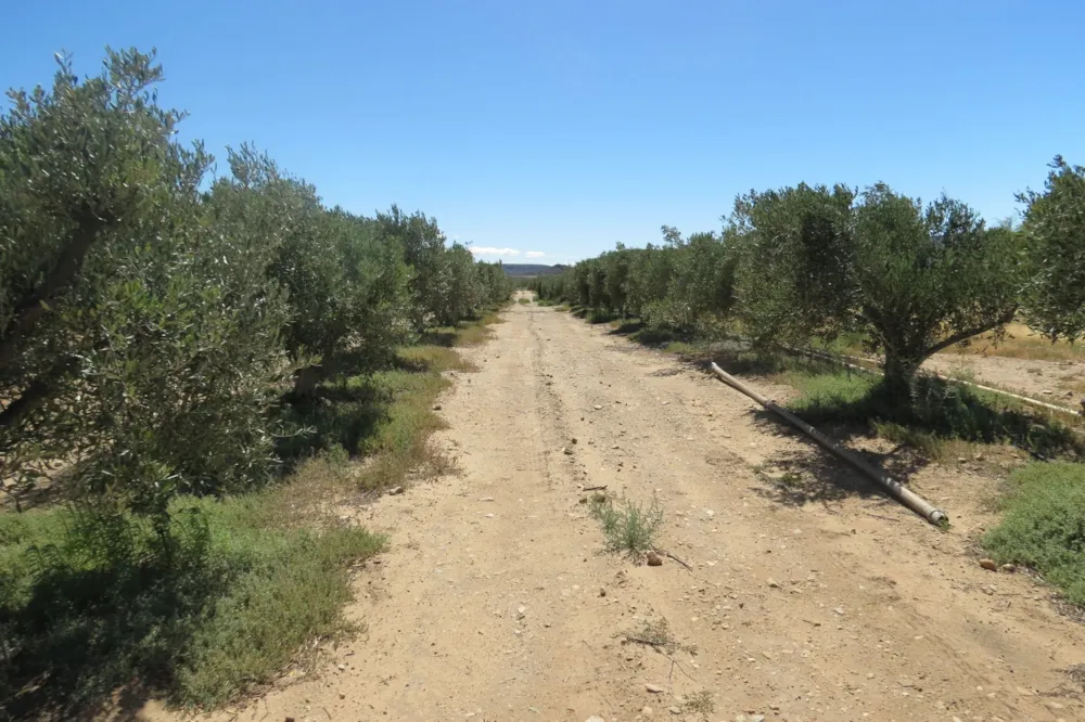 Olive farm for sale in Prince Albert - 1KK1749096 Olive farm for sale in Prince Albert - 1KK1749096