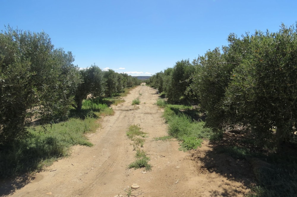 Olive farm for sale in Prince Albert - 1KK1749096