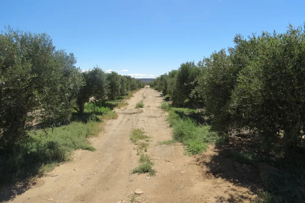 Olive farm for sale in Prince Albert - 1KK1749096 Olive farm for sale in Prince Albert - 1KK1749096