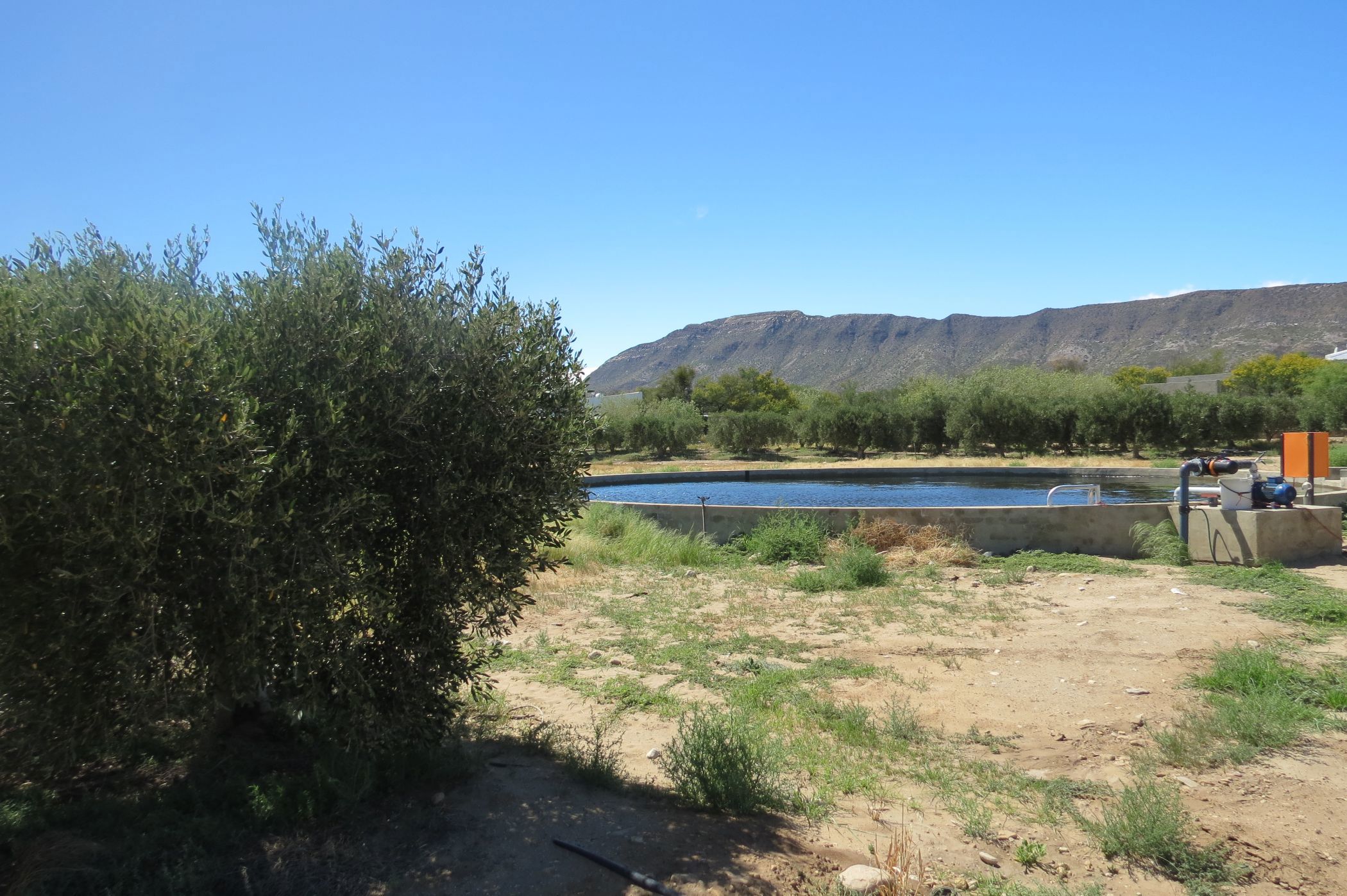Olive farm for sale in Prince Albert - 1KK1749096