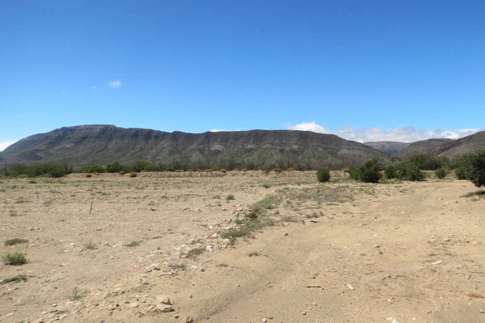 Olive farm for sale in Prince Albert - 1KK1749096