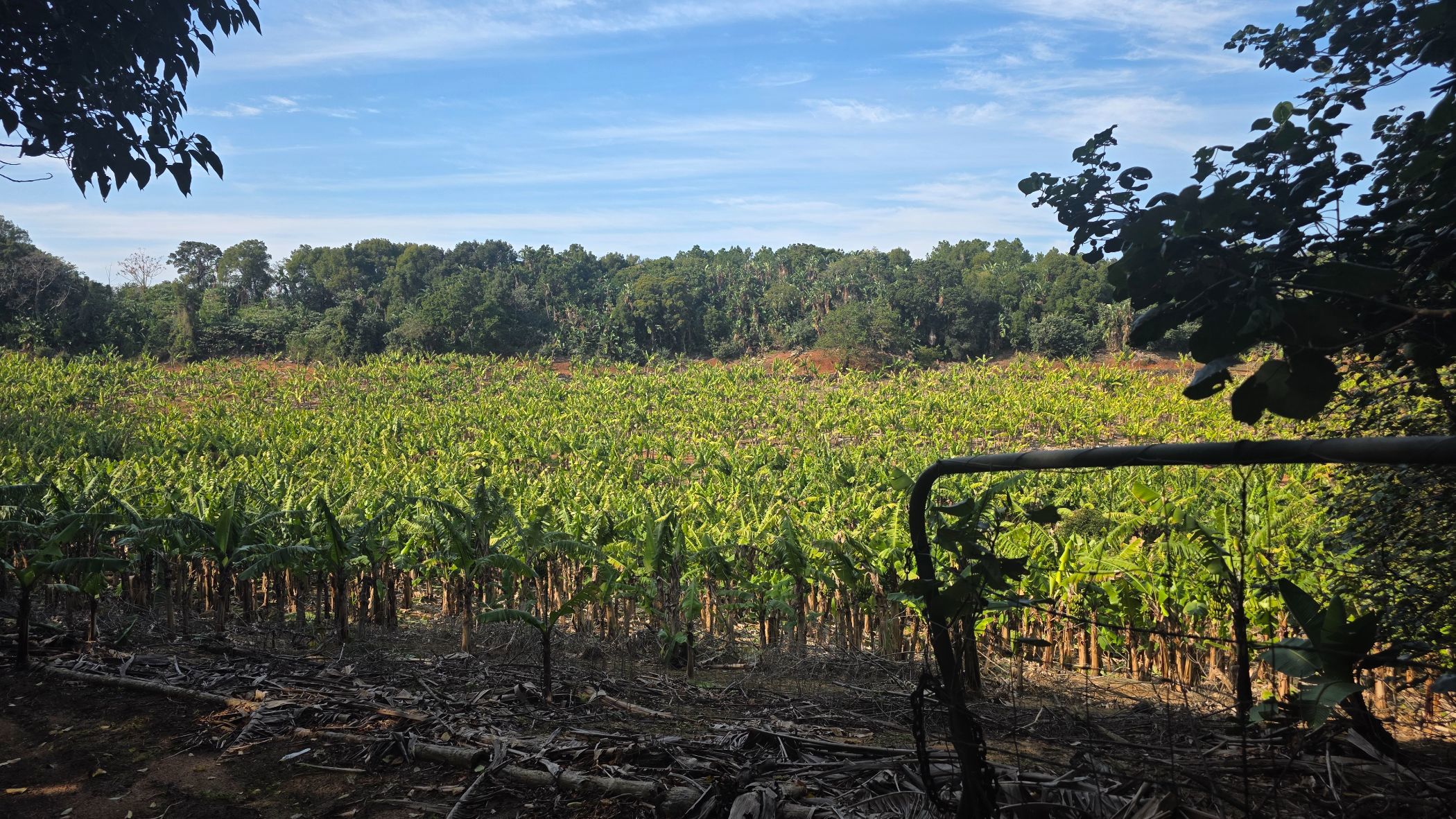 Banana farm for sale in Banners Rest - 1PD1749219
